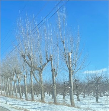 Windbreak bordering an apple orchard.